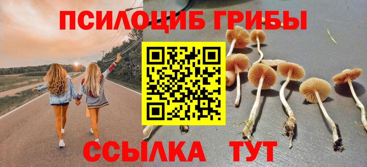 Псилоцибиновые грибы мицелий Сокол